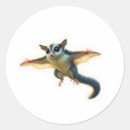 Search for sugar glider stickers Marsupial