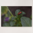 Search for ladybug puzzles Insect