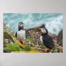 Search for puffin posters Wild