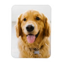 Search for golden retriever magnets Smile