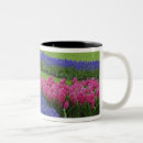 Search for hyacinth mugs Lisse