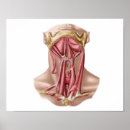 Search for sternum posters Biology