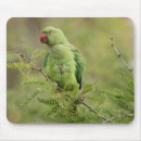 Search for ring mouse mats Animals