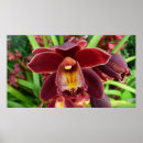 Search for maroon posters Floral