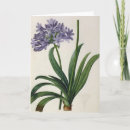 Search for agapanthus postcards Botany