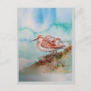 Search for sandpiper postcards Shore