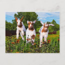 Search for pet goat postcards Pets