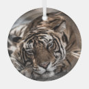 Search for wildcat christmas tree decorations Wildlife
