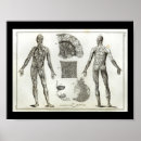 Search for circulatory system posters Illustration