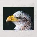 Search for eagle feather postcards Animal