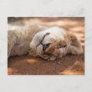 Search for lion cub postcards Nature
