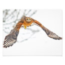 Search for flapping posters Wildlife