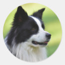 Search for border collie stickers White