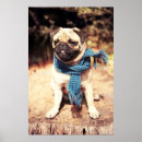 Search for scarf posters Pug