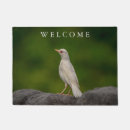 Search for albino Animal
