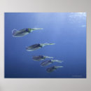 Search for squid posters Underwater