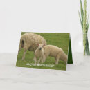 Search for lamb cards Countryside