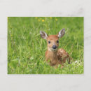 Search for innocence horizontal postcards Animal