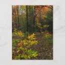 Search for beech postcards Nature