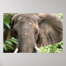 Search for elephant image posters African