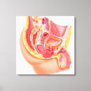 Search for penis art Reproduction
