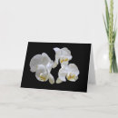 Search for black orchid cards Black and white