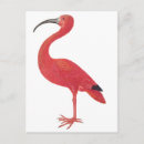 Search for exotics postcards Retro