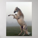 Search for lusitano posters Grey