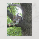 Search for nuts postcards Nature