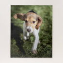 Search for beagle puppy puzzles Animal