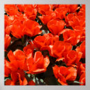 Search for orange tulip posters Tulips