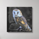 Search for owl photography Animal