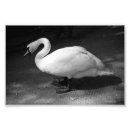 Search for black swans art Black and white