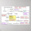 Search for acid posters Amino acids