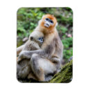 Search for snub Golden snub nosed monkey