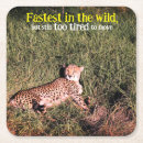 Search for lazy barware Wildlife