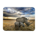 Search for rhino magnets Animal