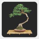 Search for bonsai stickers Plant