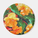 Search for begonia magnets Floral