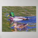 Search for mallard duck painting posters Animals