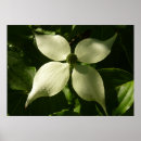 Search for dogwoods posters Blossom