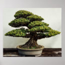 Search for bonsai tree posters Garden