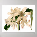 Search for occasions posters Floral
