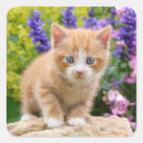 Search for ginger kitten stickers Funny