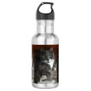 Search for grey cat photography Feline