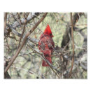 Search for photo of a cardinal Picture