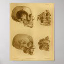 Search for jaw bone posters Skull