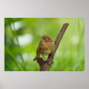 Search for perching posters Green