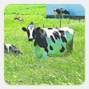 Search for cute cows stickers Funny