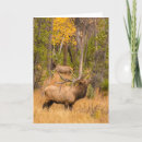Search for bull elk cards Gordon illg